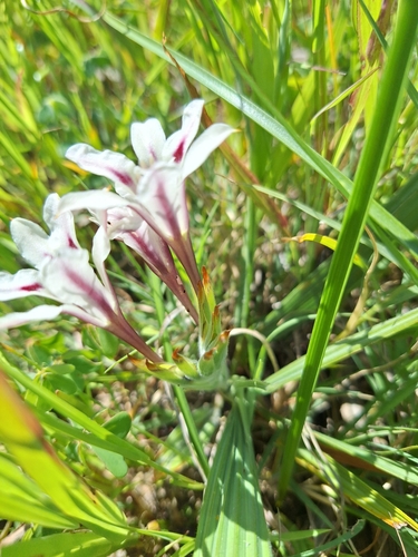 Babiana tubulosa