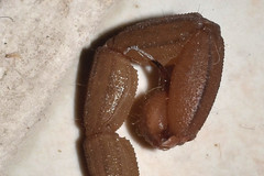 Centruroides limpidus