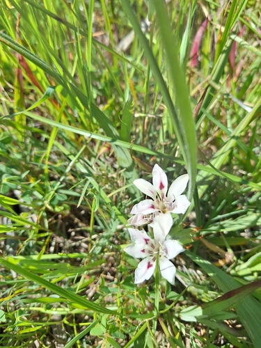 Babiana tubulosa