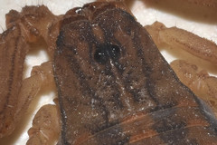 Centruroides limpidus