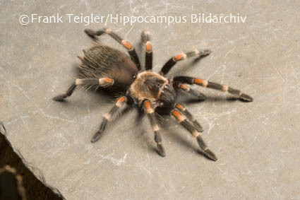 Mexican Flameknee Tarantula