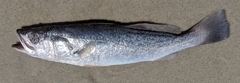 Cynoscion regalis