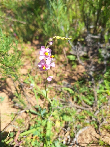 Image of Ixia scillaris by (c) Adele SL, some rights reserved (CC BY)