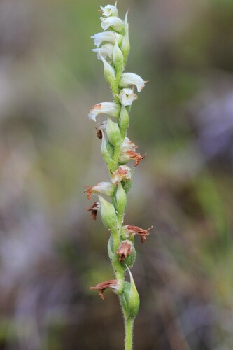 Image of Spiranthes casei by (c) Quinten Wiegersma, some rights reserved (CC BY)