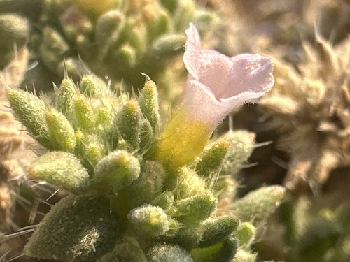Image of Tiquilia latior by (c) william_hoyer, some rights reserved (CC BY)