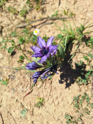 Babiana melanops