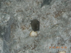 Corynorhinus mexicanus