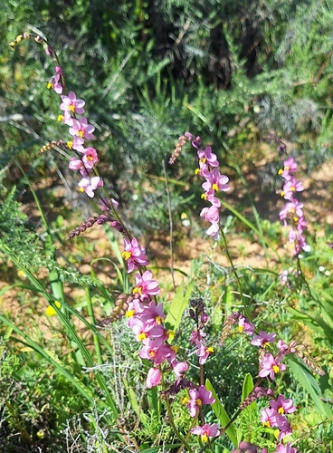 Image of Ixia scillaris by (c) Adele SL, some rights reserved (CC BY)