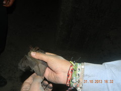 Corynorhinus mexicanus