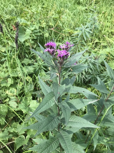 Image of Vernonia fasciculata by (c) gonodactylus, some rights reserved (CC BY)