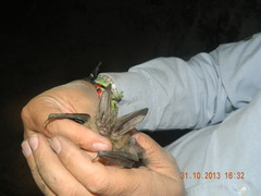 Corynorhinus mexicanus