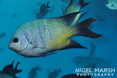 Abudefduf whitleyi