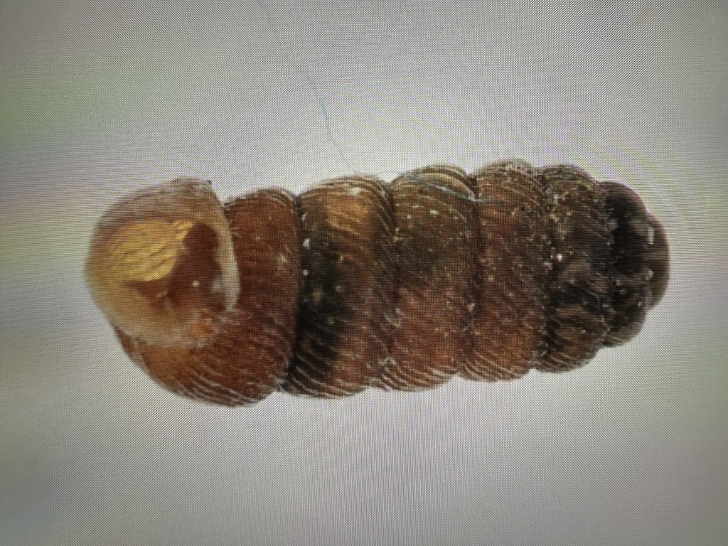 Pupilla sterkiana