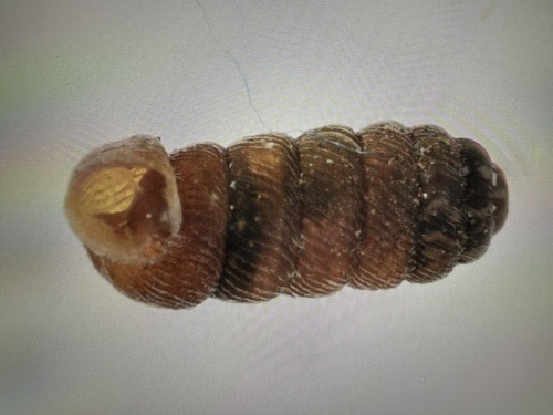 Pupilla sterkiana