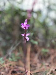 Bletia mexicana