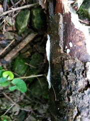 Skeletocutis semipileata