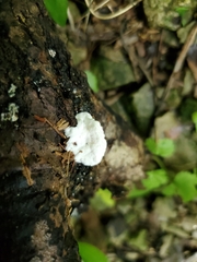 Skeletocutis semipileata