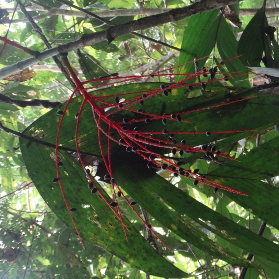Hyospathe elegans