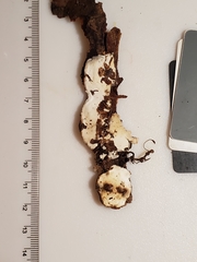 Skeletocutis semipileata