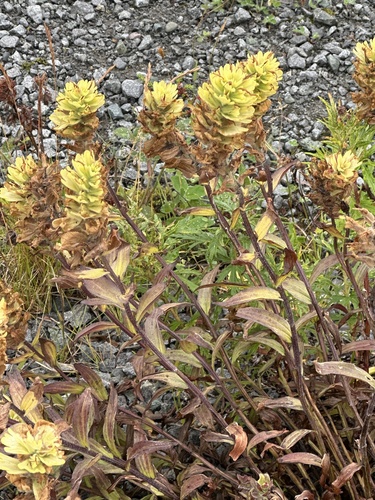 Image of Castilleja unalaschcensis by (c) Rosario, some rights reserved (CC BY)