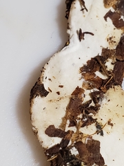 Skeletocutis semipileata