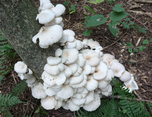 Pleurotus pulmonarius