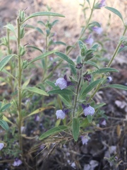 Sairocarpus cornutus
