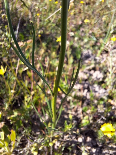 Image of Heliophila coronopifolia by (c) Adele SL, some rights reserved (CC BY)
