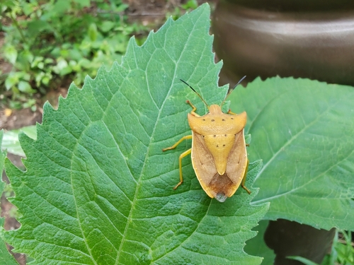 Lelia decempunctata