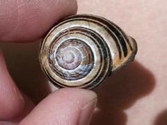 Cepaea nemoralis