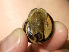 Cepaea nemoralis