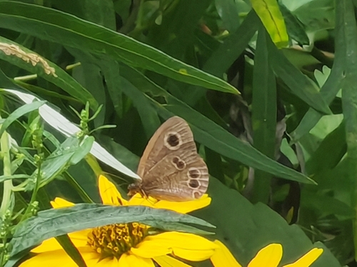 Common Fivering