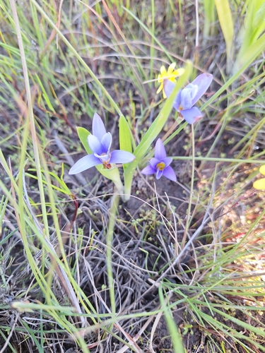 Romulea tabularis