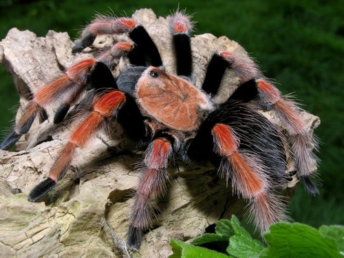 Mexican Fireleg Tarantula