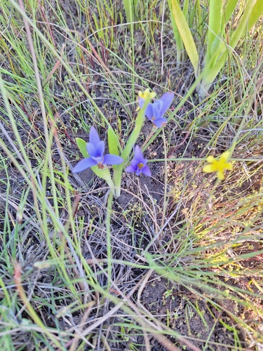 Romulea tabularis