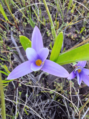 Romulea tabularis