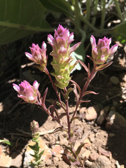 Orthocarpus cuspidatus