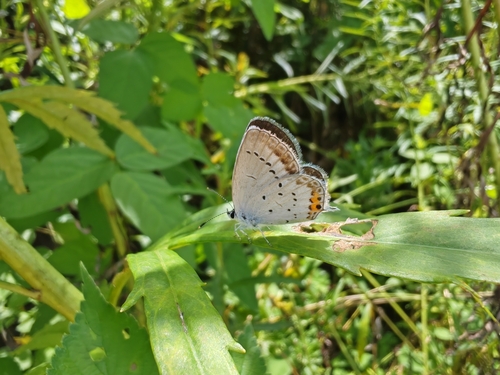 Short-tailed Blue