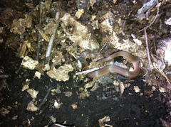 Virginia valeriae elegans