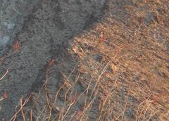 Campylorhynchus brunneicapillus