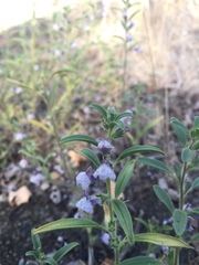 Sairocarpus cornutus