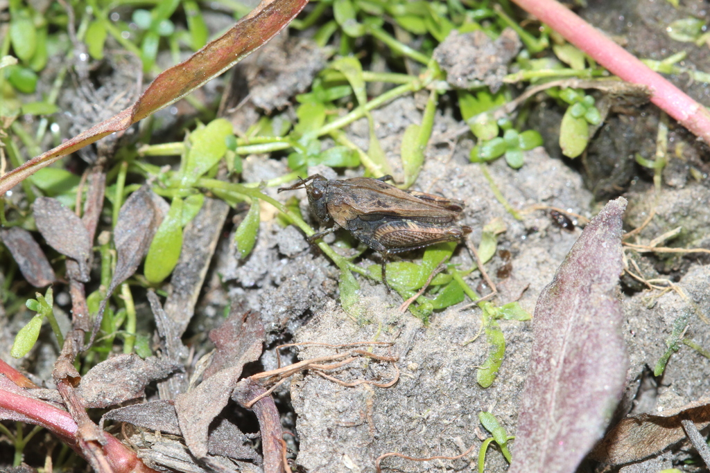 Samita's Groundhopper