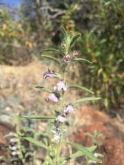 Sairocarpus cornutus