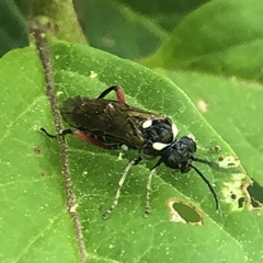 Macrophya punctumalbum