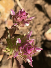 Orthocarpus cuspidatus