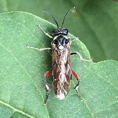 Macrophya punctumalbum