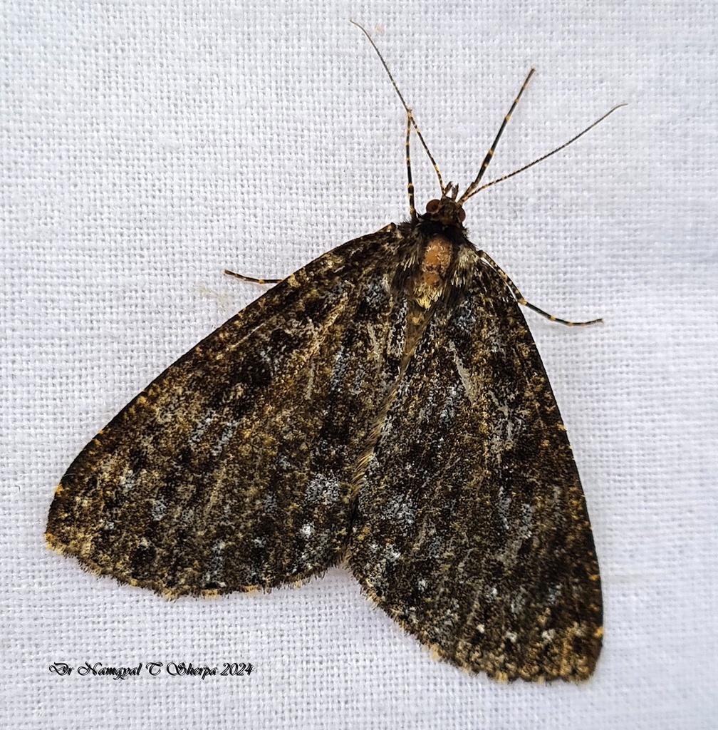 Arichanna tenebraria