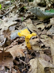 Cantharellus chicagoensis