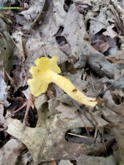 Cantharellus chicagoensis