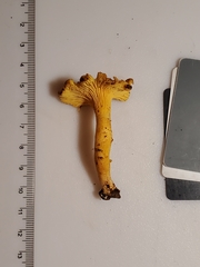 Cantharellus chicagoensis